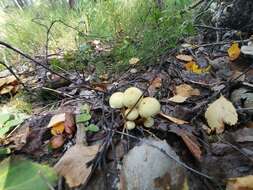 Image of Pholiota alnicola (Fr.) Singer 1951