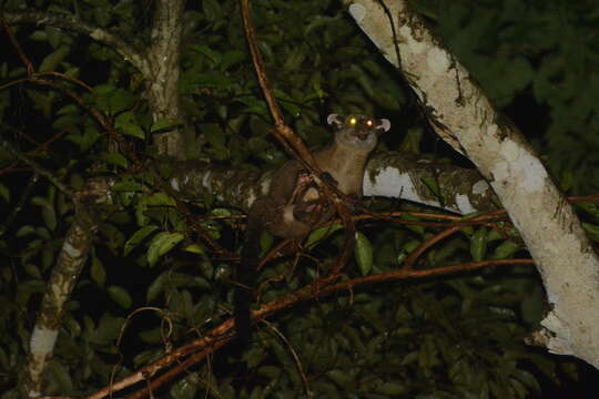 Image of small-toothed palm civet