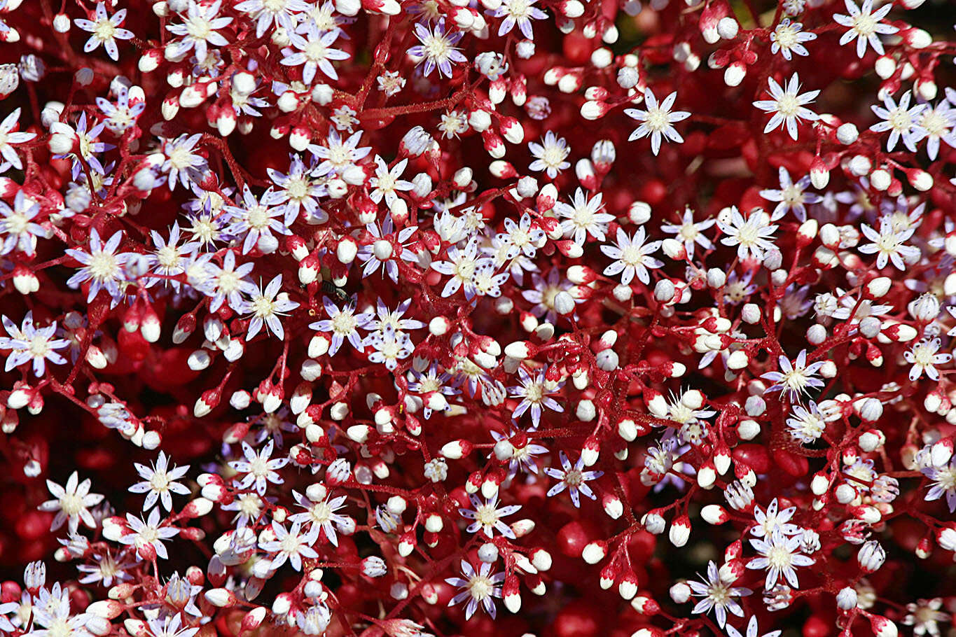 Image of Sedum caeruleum L.