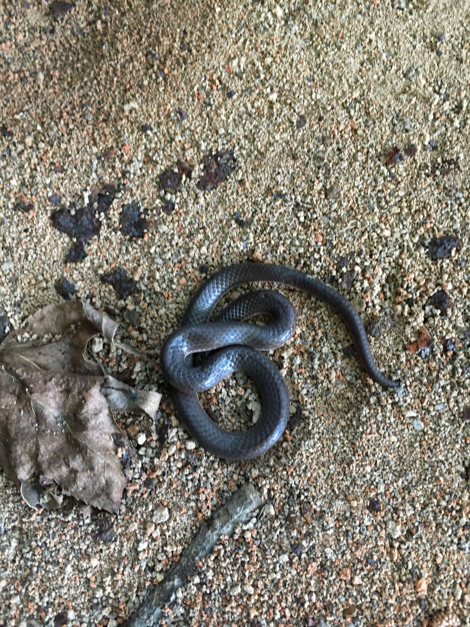 Image of worm snake