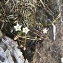 Image of Gentianella lineata (Kirk) T. N. Ho & S. W. Liu