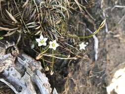 Image of Gentianella lineata (Kirk) T. N. Ho & S. W. Liu