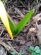 Image of Colchicum luteum Baker