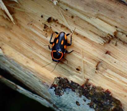 Sundablatta sexpunctata (Hanitsch 1923) resmi