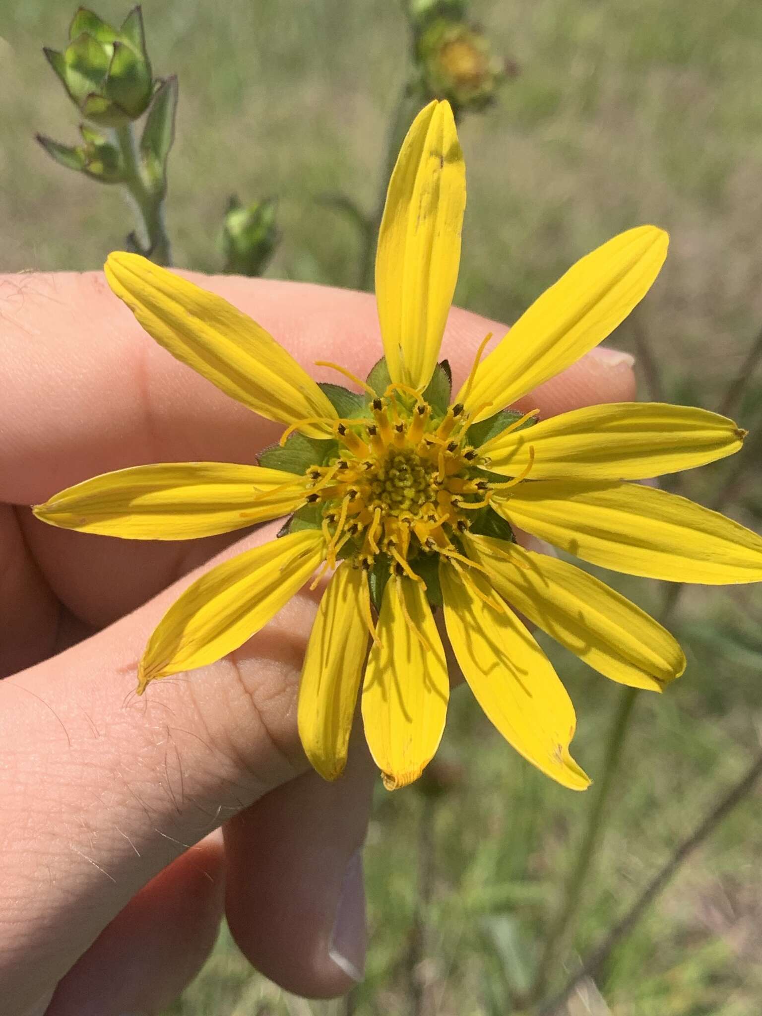 Image of slender rosinweed