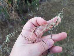 Image of cartilage lichen