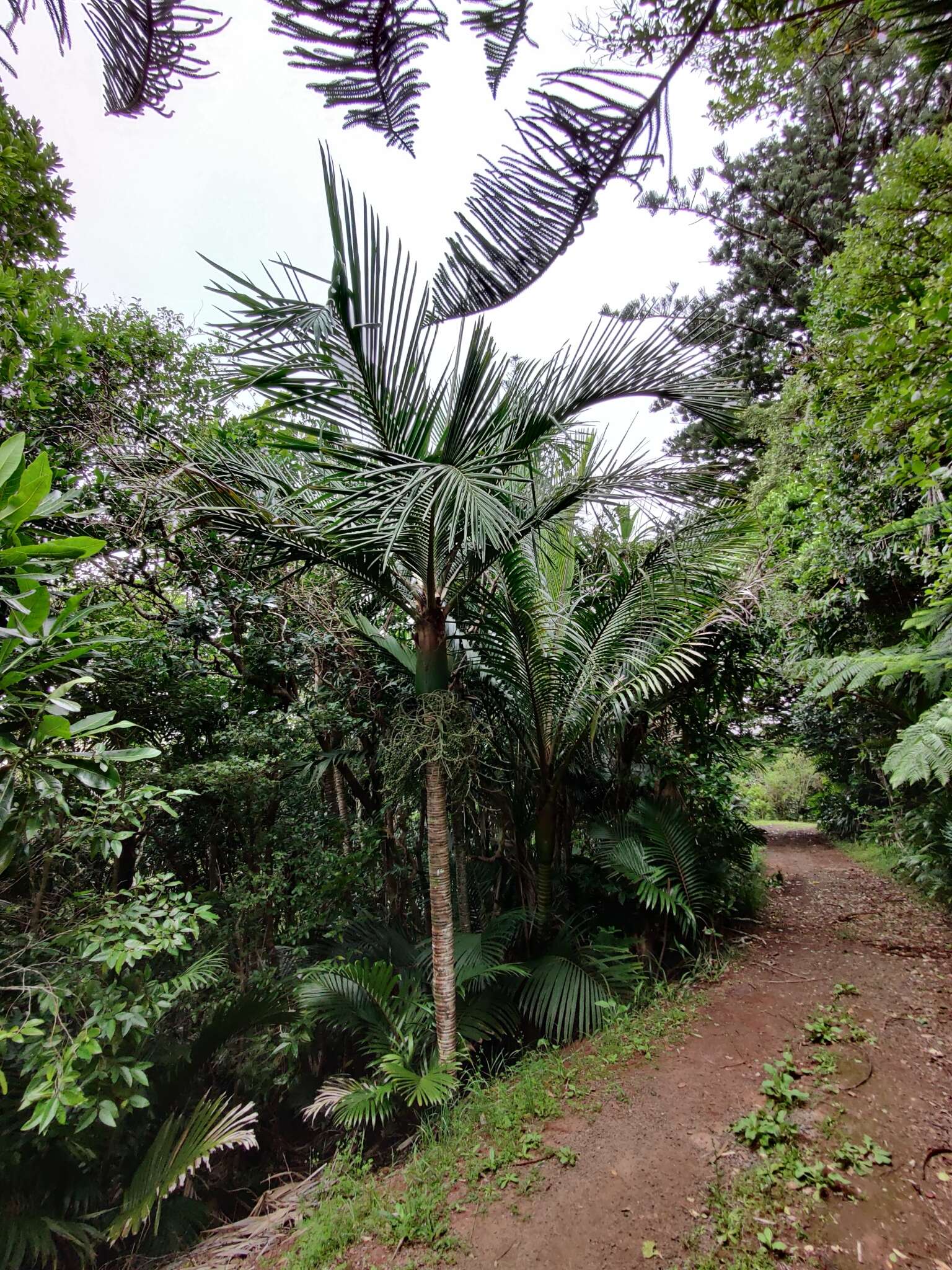 Image of Rhopalostylis baueri (Hook. fil.) H. Wendl. & Drude