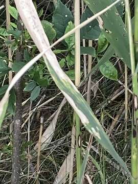 Image of Leaf blight