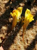 Imagem de Linaria polygalifolia Hoffmgg. & Link