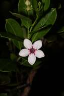 Image of Stephanotis thouarsii Brongn.