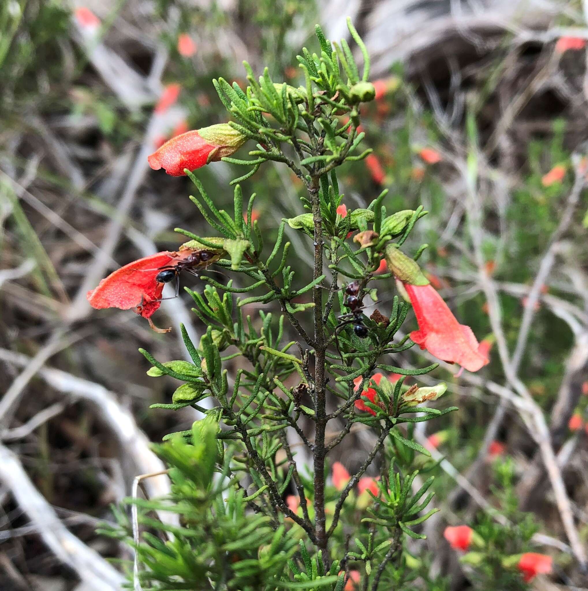 Image of Pixie-Caps