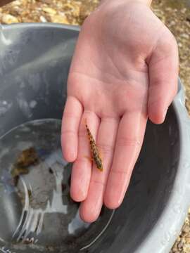 Image of Saffron darter