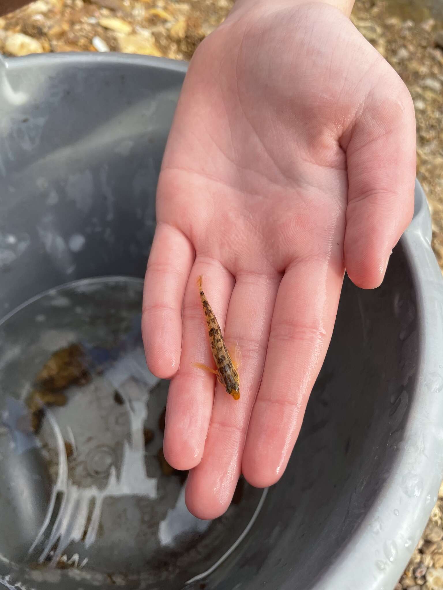 Слика од Etheostoma flavum Etnier & Bailey 1989