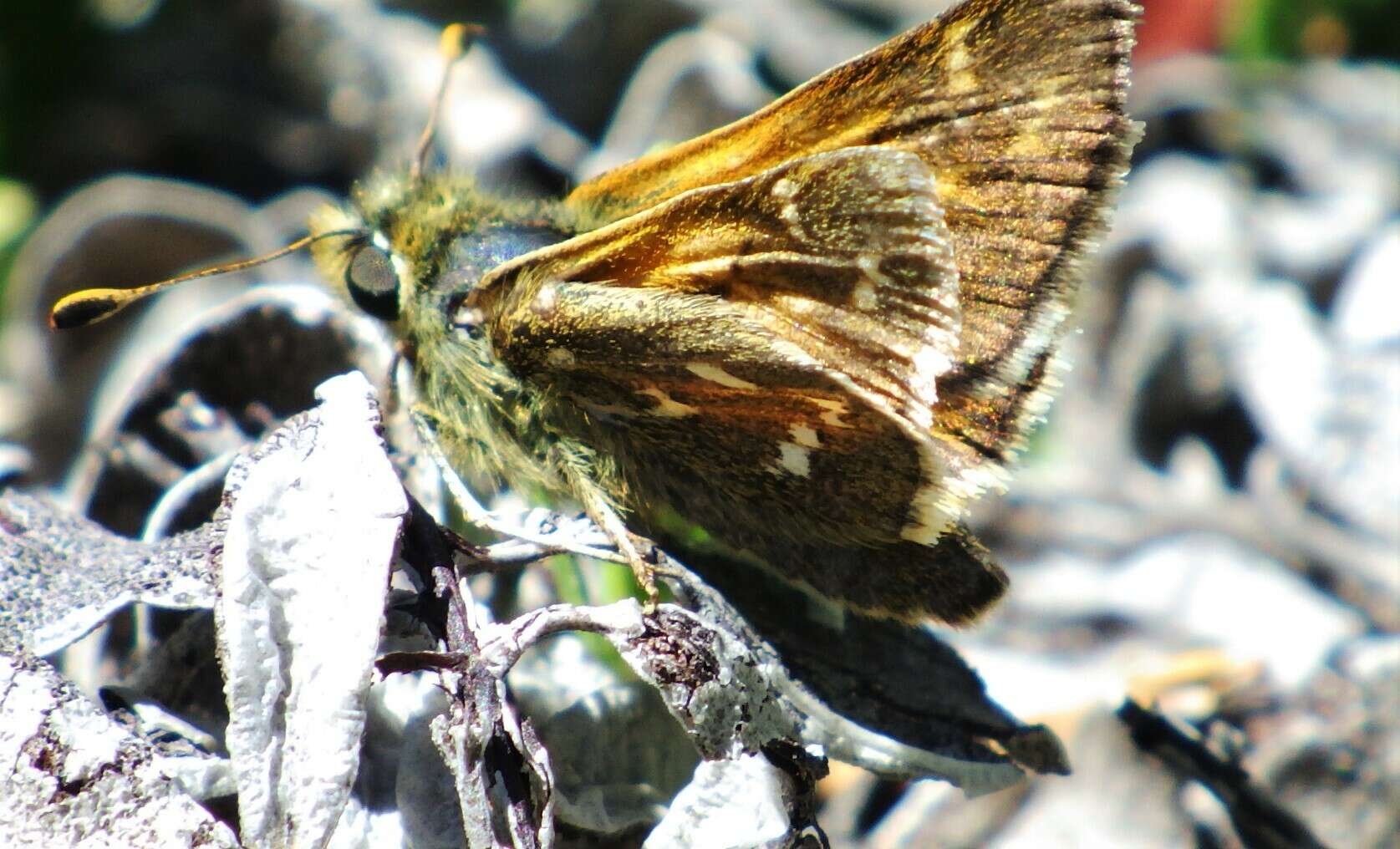 Image of Hesperia comma manitoba Scudder 1874