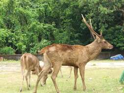 Image de Cerf de Timor