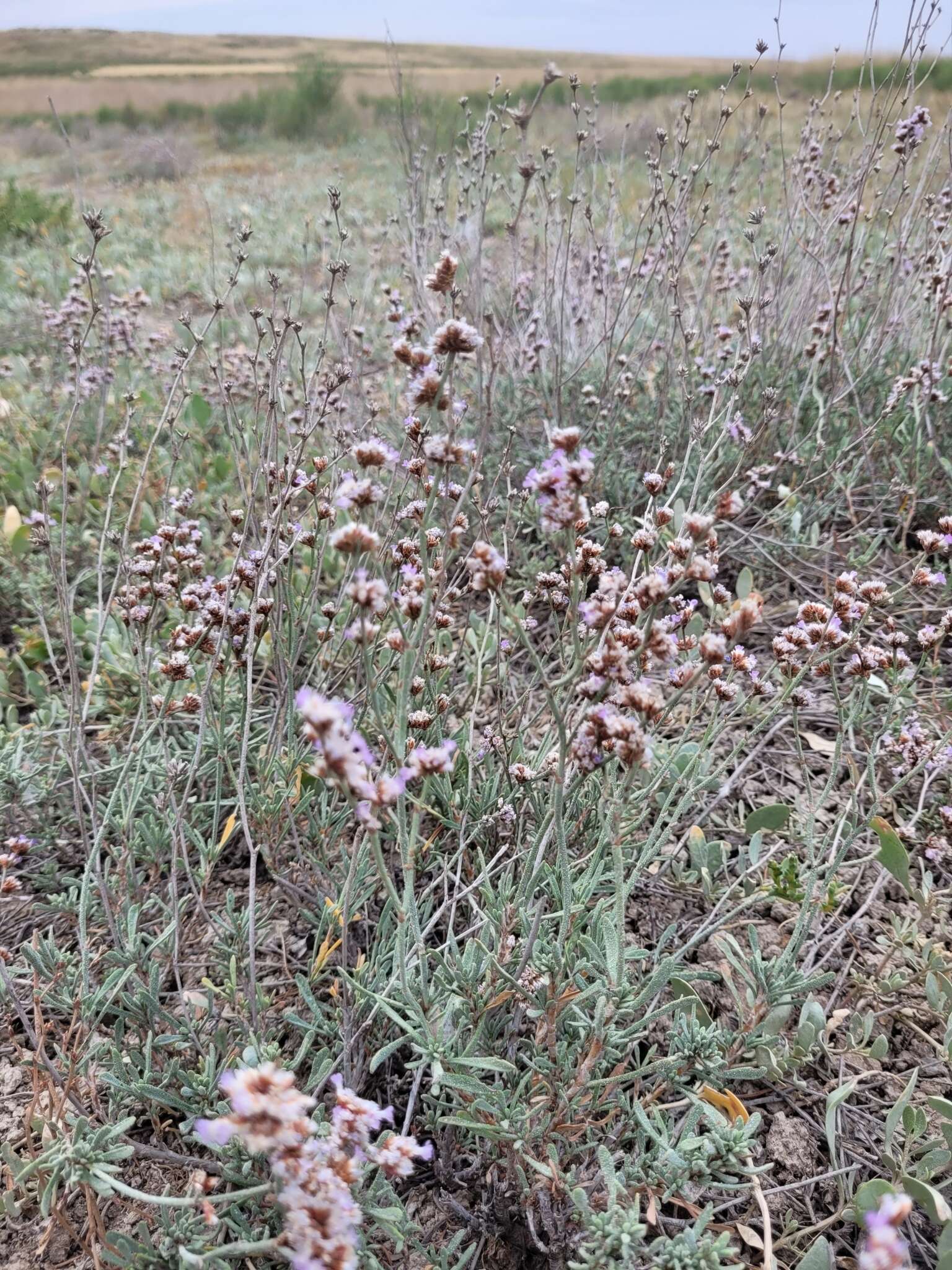 Sivun Limonium suffruticosum (L.) Kuntze kuva