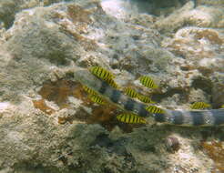 Image of Olive-headed or greater seasnake