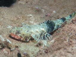 Image of Orangemouth lizardfish