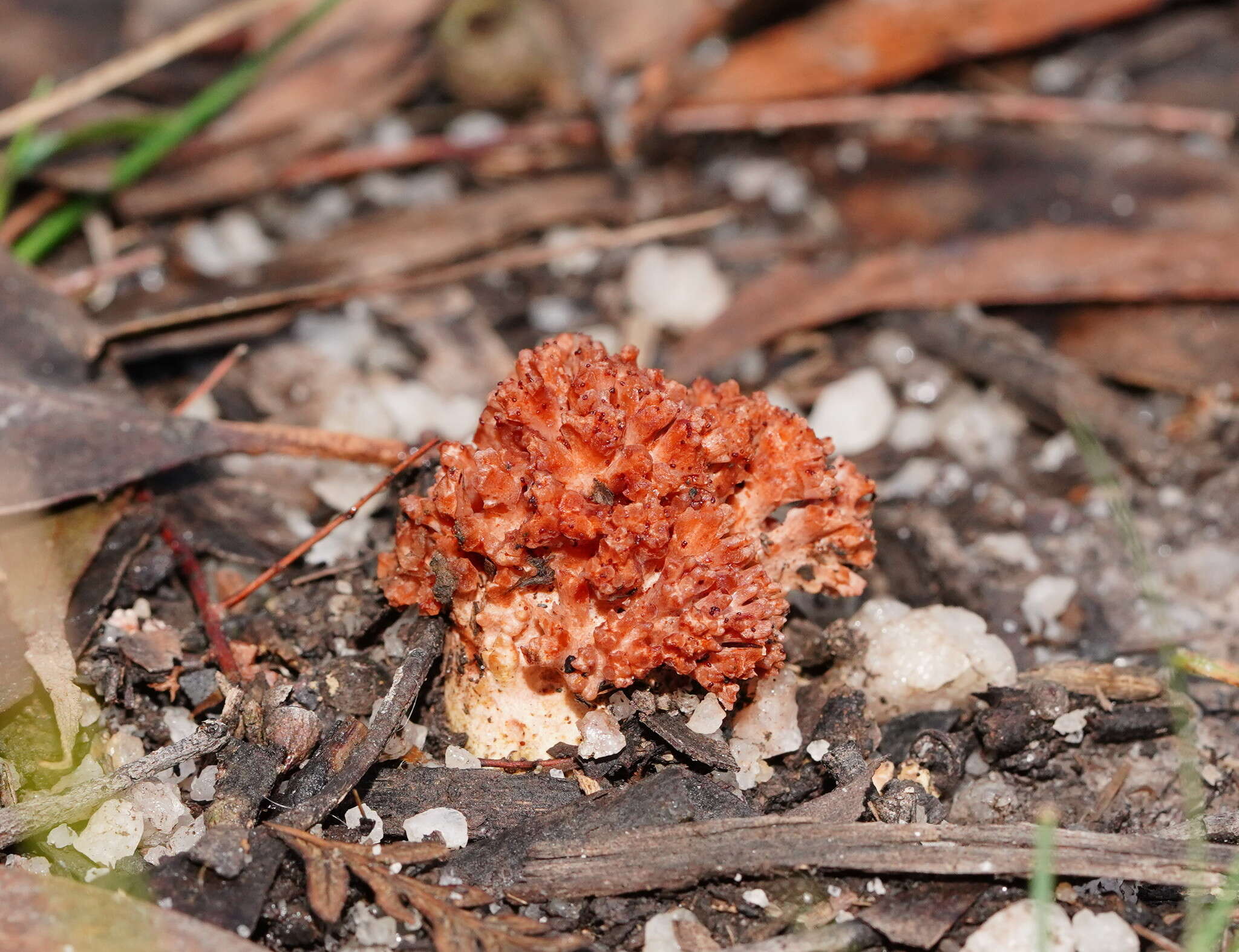 Image de Ramaria stuntzii Marr 1974