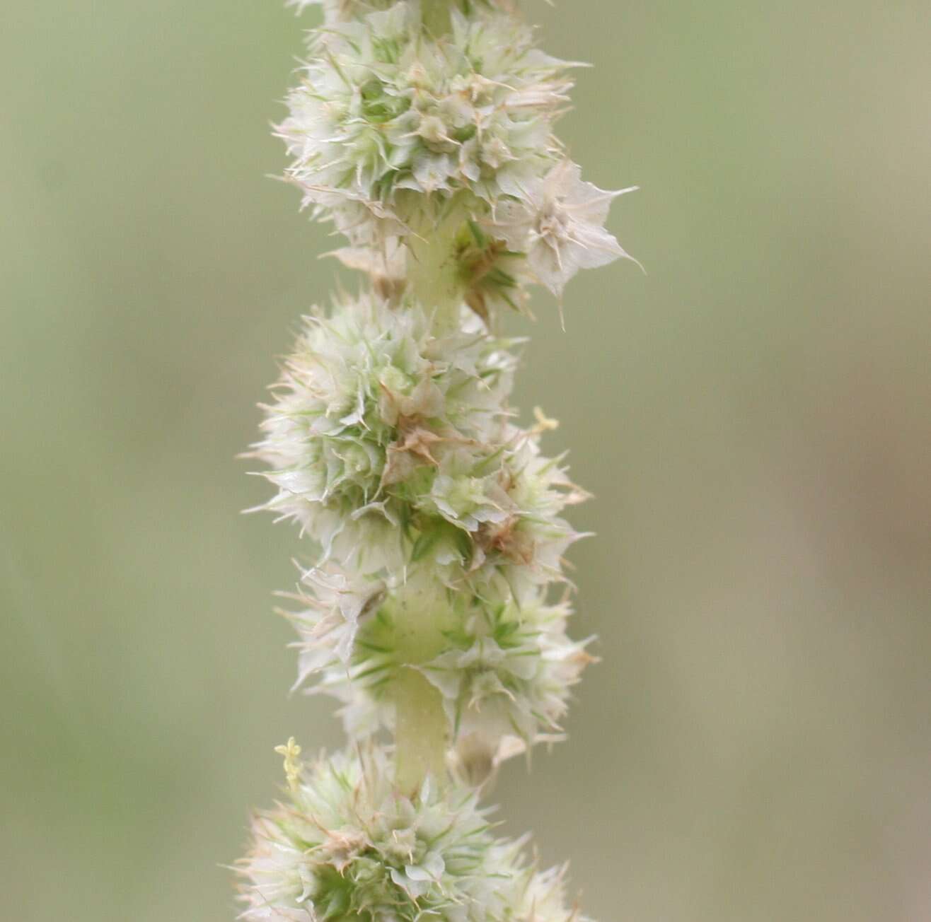 Image de Amaranthus undulatus R. Br.