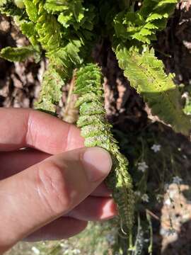 Image de Polystichum kruckebergii W. H. Wagner