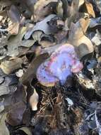 Image of Ganoderma curtisii (Berk.) Murrill 1908