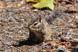 Image of Allen’s Chipmunk