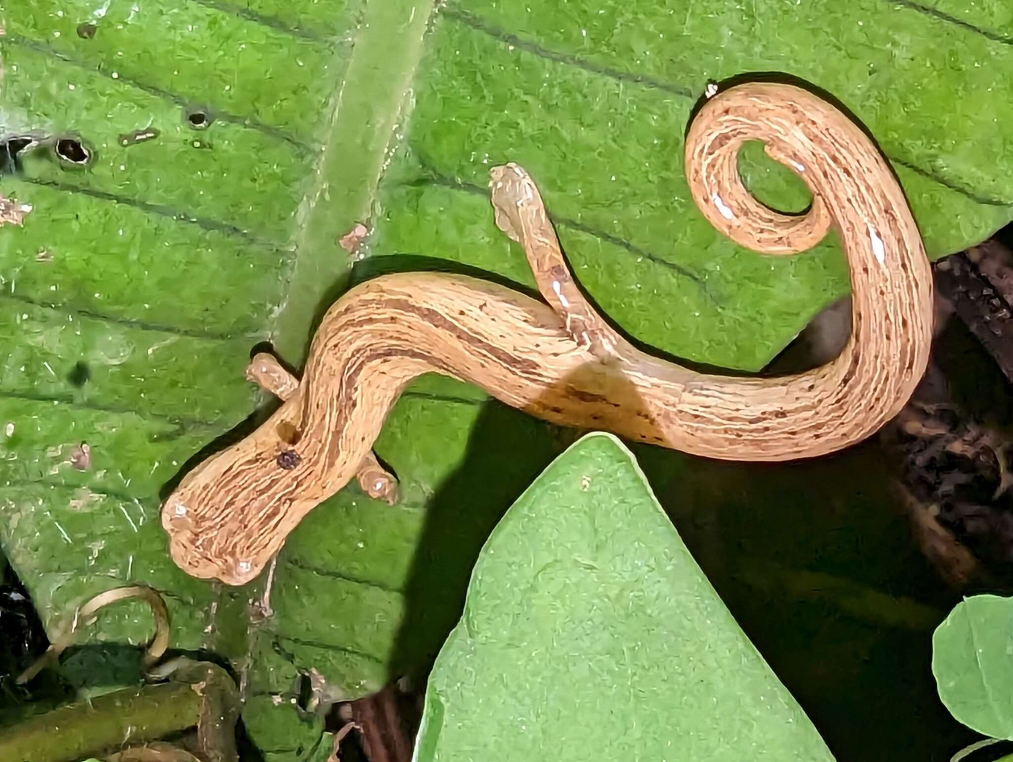 Image of Cukra Climbing Salamander