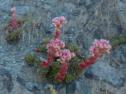 Sedum laxum subsp. laxum的圖片