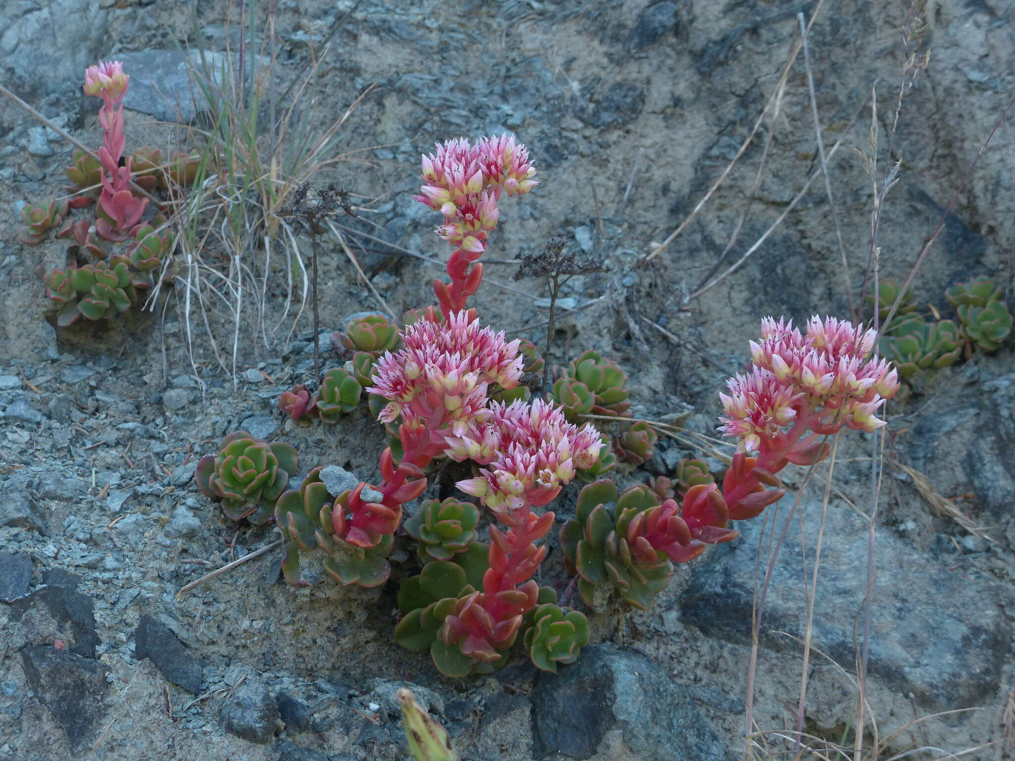 Imagem de Sedum laxum subsp. laxum