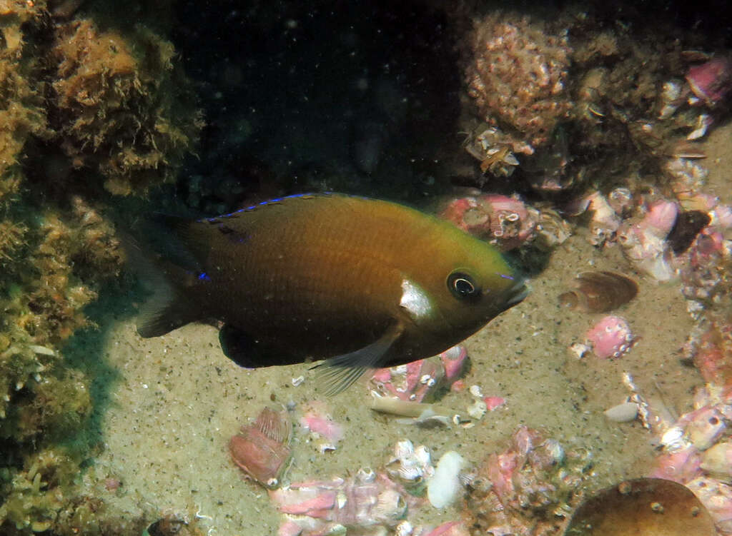 Image of White-ear scalyfin