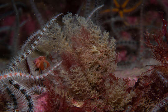 Image of Vesicularia spinosa (Linnaeus 1758)