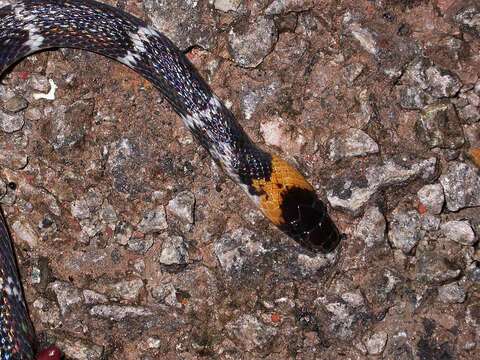 Image of Tschudi's False Coral Snake