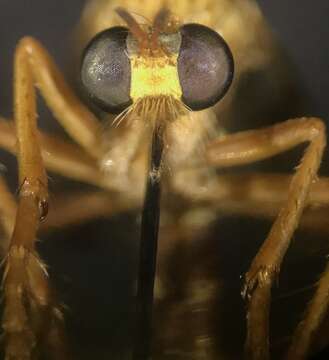 Image de Saropogon luteus Coquillett 1904