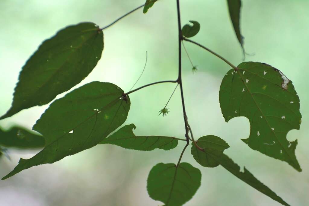 Imagem de Acalypha leptopoda Müll. Arg.