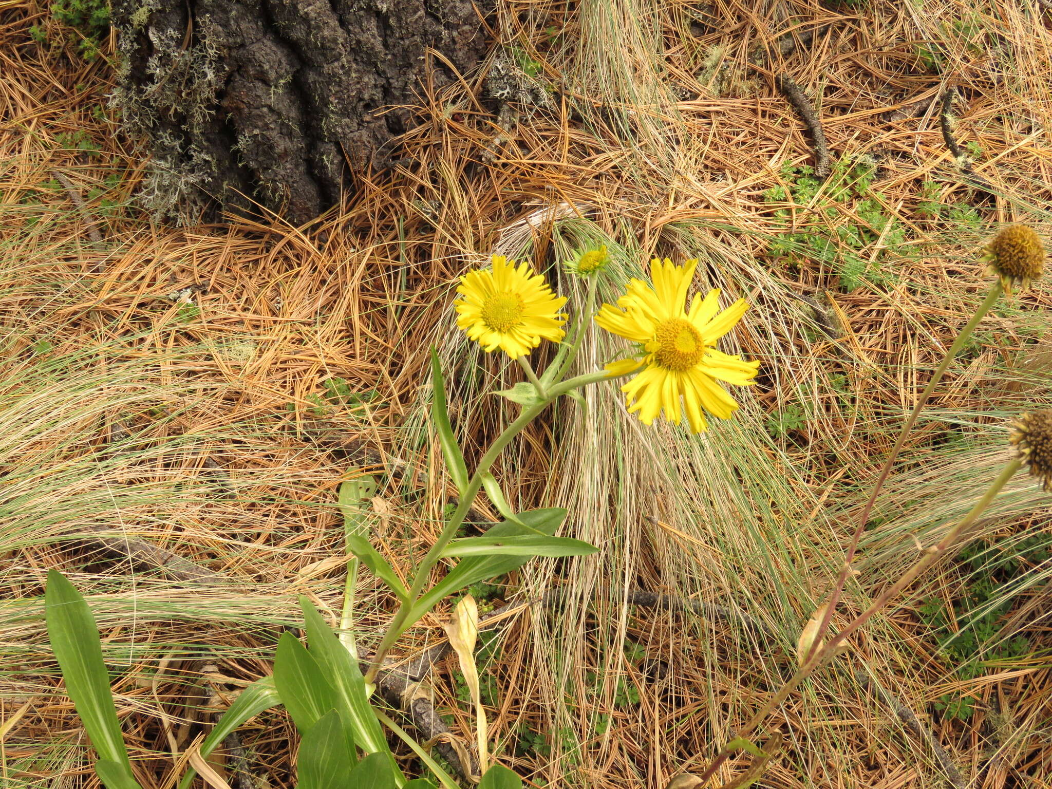 Plancia ëd Hymenoxys integrifolia (Kunth) M. W. Bierner