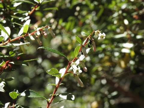 Escallonia rosea Griseb. resmi