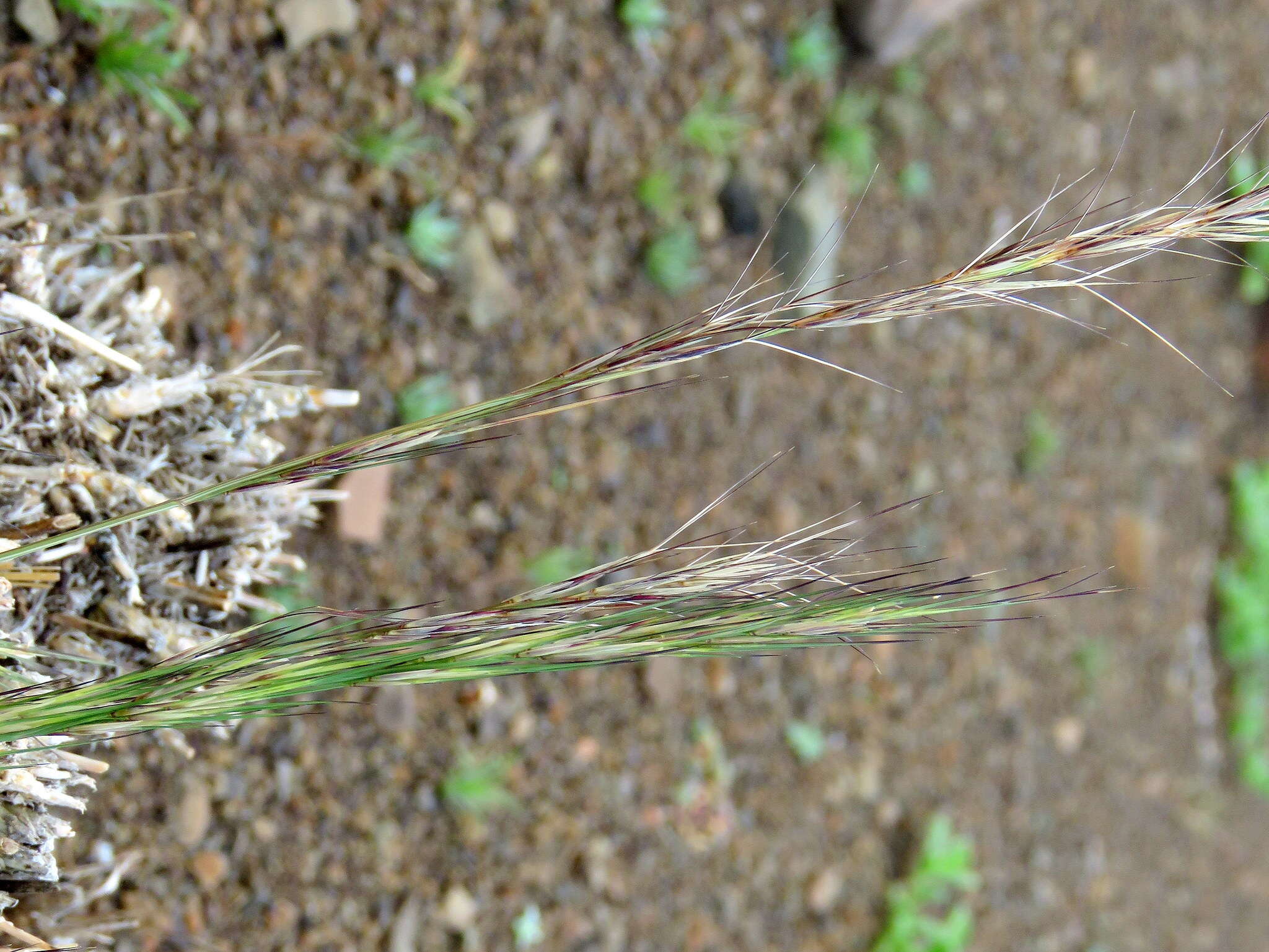 Image of Aristida nemorivaga Henrard