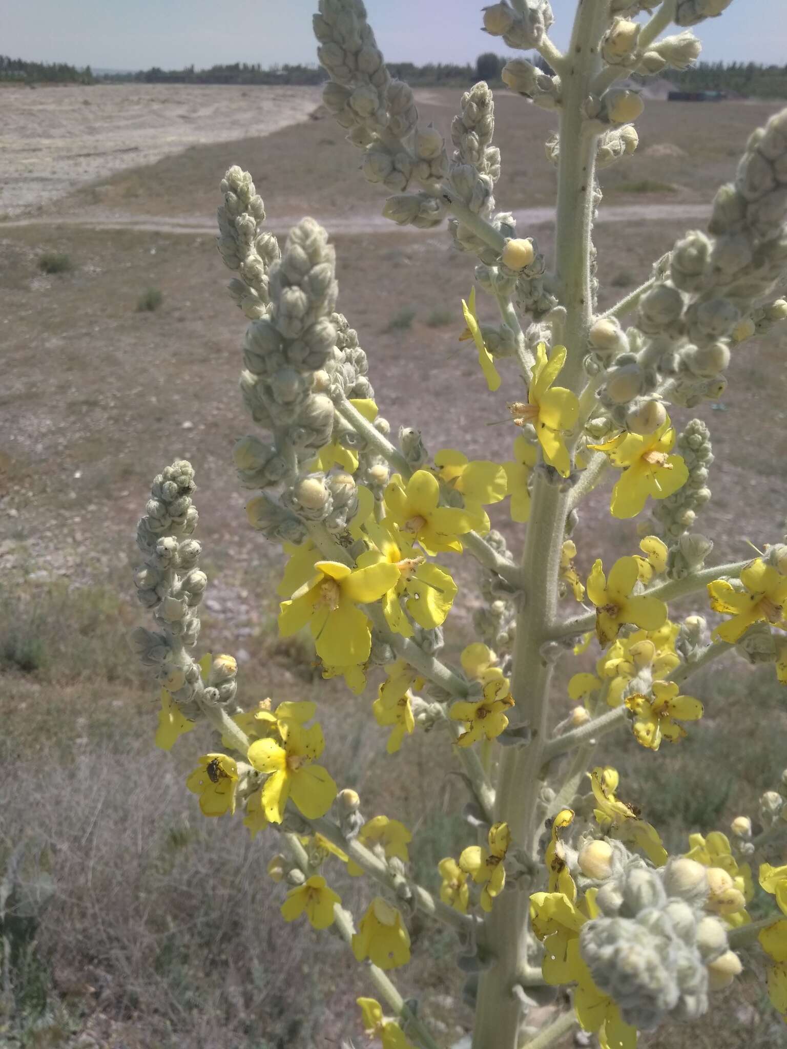 Image of Verbascum songaricum Schrenk