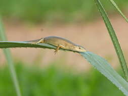 Image de Trachylepis boulengeri (Sternfeld 1911)