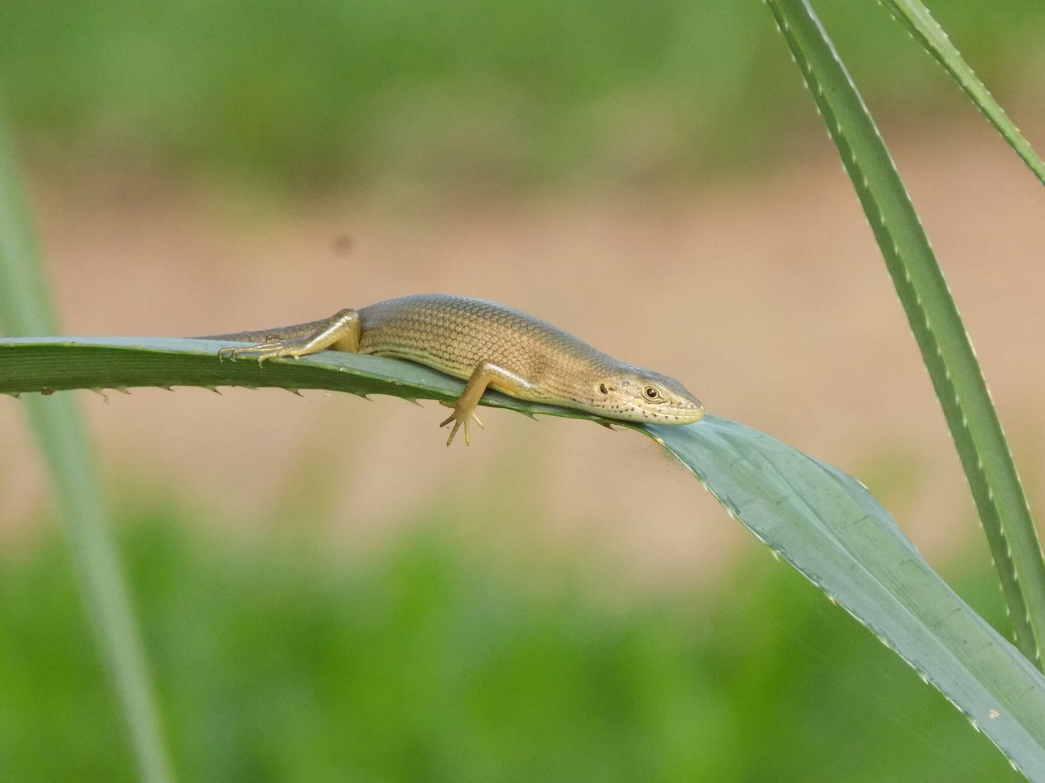 Image de Trachylepis boulengeri (Sternfeld 1911)