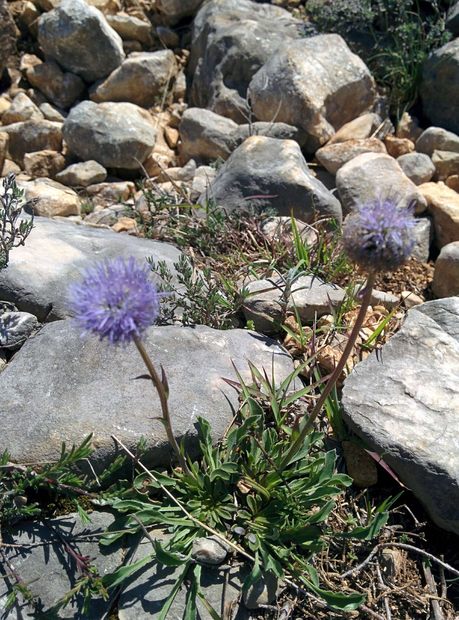 Image of Globularia vulgaris L.