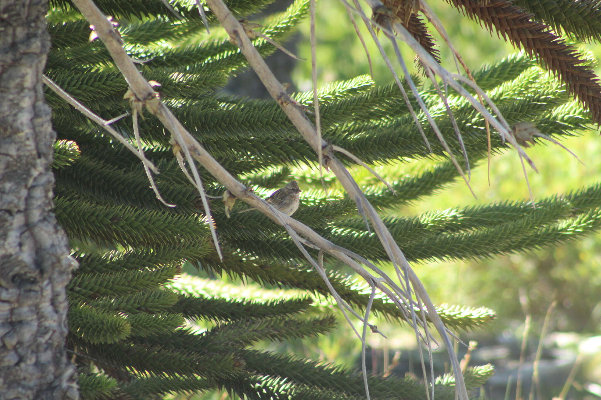 Image of Zonotrichia capensis chilensis (Meyen 1834)