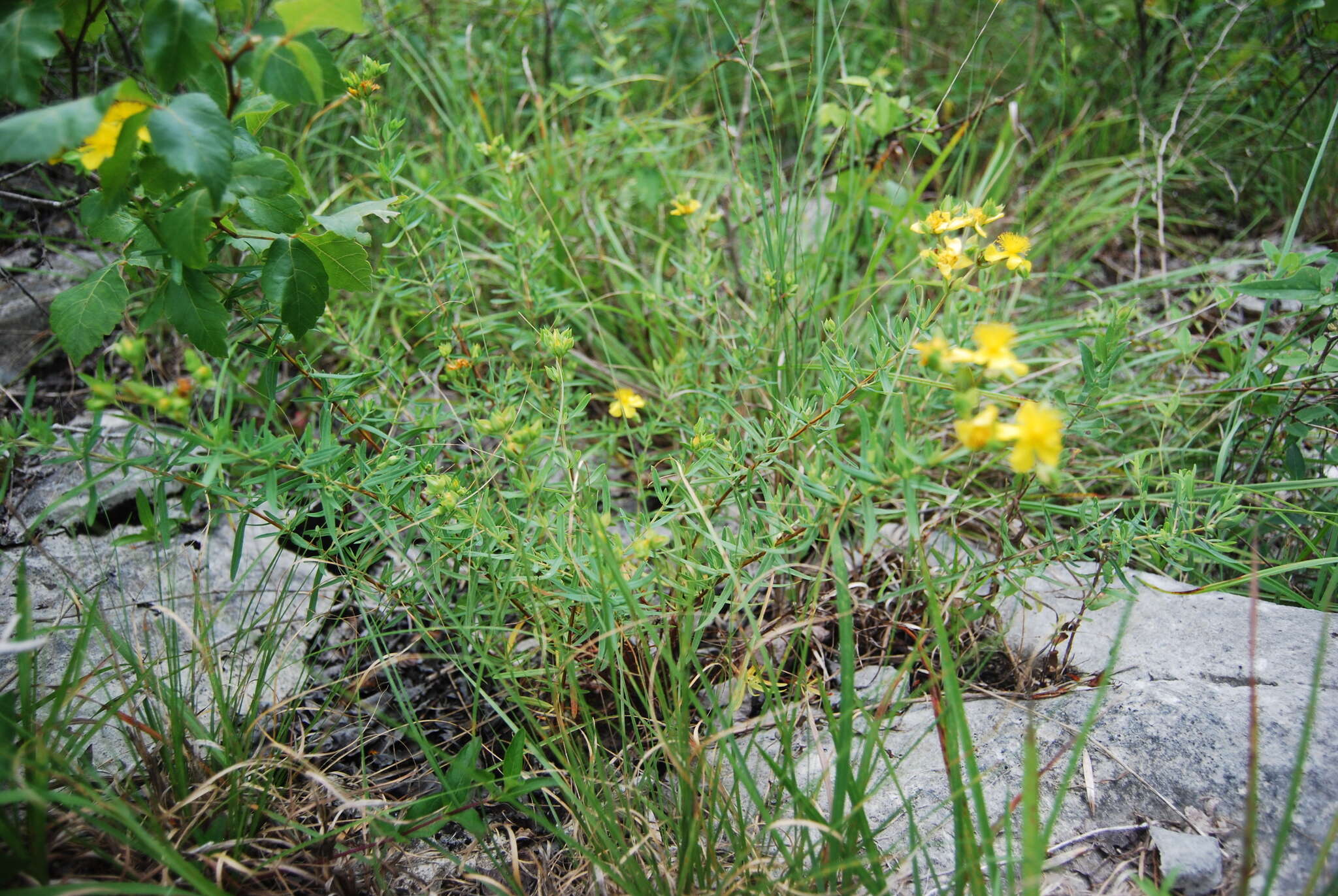 Image of straggling St. Johnswort