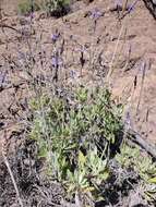 Imagem de Lavandula minutolii Bolle