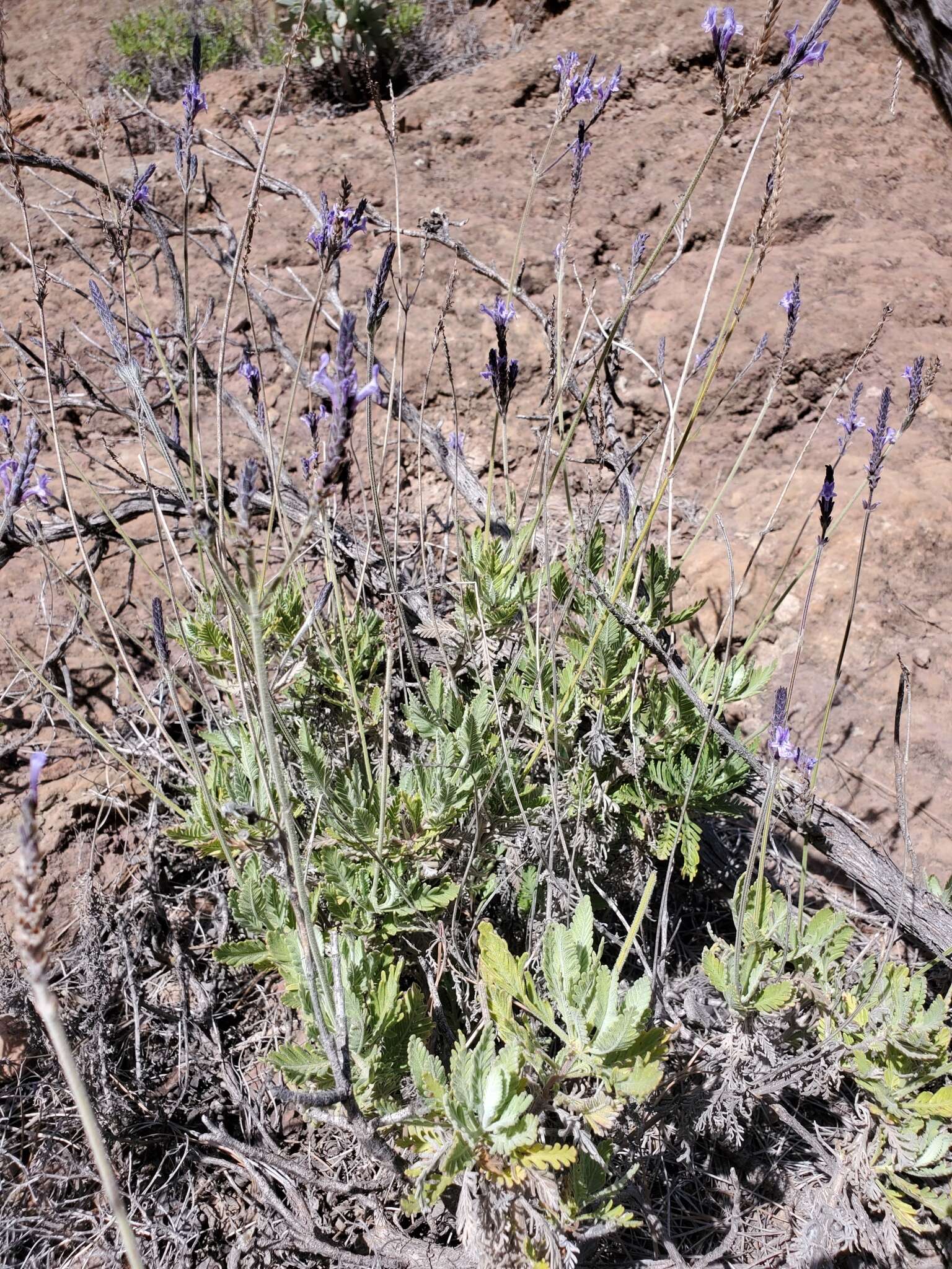 Image of Lavandula minutolii Bolle