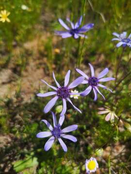 Image of Felicia heterophylla (Cass.) Grau