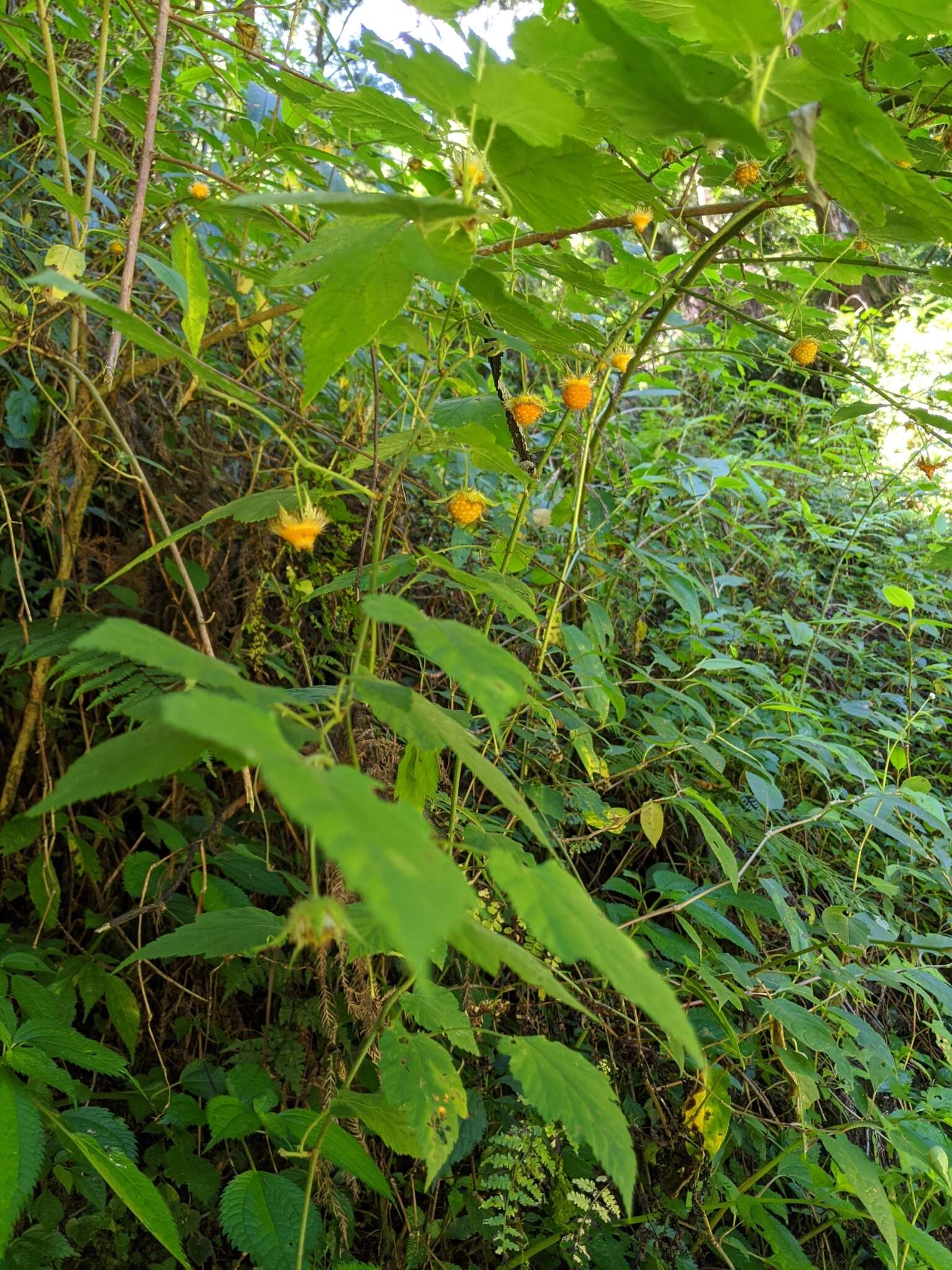 Sivun Rubus taitoensis Hayata kuva