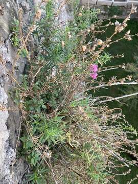 Image of Antirrhinum tortuosum Bosc ex Vent.