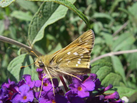 Image of Common Branded Skipper